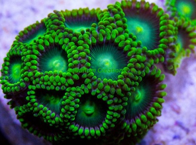 Picture of Radioactive Dragon Eye Zoanthid