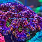Picture of Rainbow Acan, Acanthastrea lordhowensis, Australia