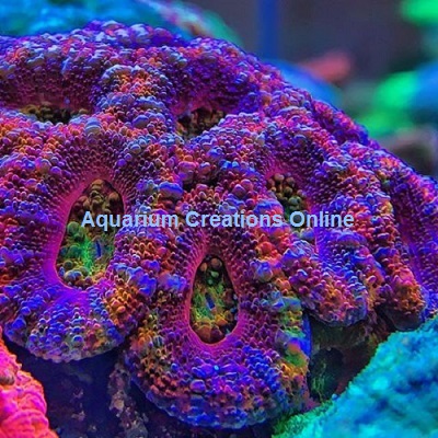 Picture of Rainbow Acanthastrea lordhowensis Corals, Australia