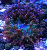 Picture of Rainbow Bubble Tip Anemone