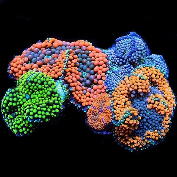 Picture of Rainbow Ricordea Rock, Multicolor Mushroom Coral