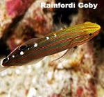 Picture of Rainford Goby