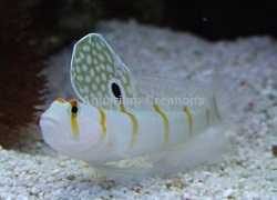 Picture of Randall's Shrimp Goby