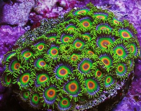 Picture of Rasta Zoanthid Polyps