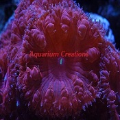 Picture of Aquacultured Big Polyp Bright Red Blastomussa Wellsi