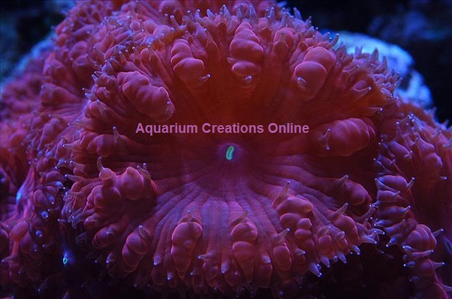 Picture of Aquacultured Red Blastomussa Wellsia Coral