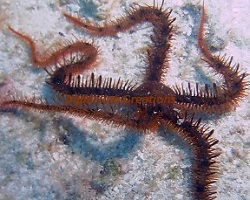 Picture of Red Sea Brittle Star