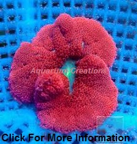 Picture of Bali Red Mini Carpet Anemone