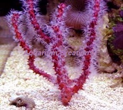 Picture of Red Finger Gorgonian