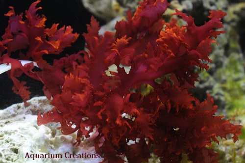 Picture of Aquacultured Red Dragon's Tongue, Macro Algae Plant
