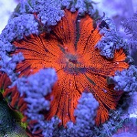 Picture of Premium Red Rock Flower Anemone