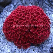 Picture of Red Flower Pot Coral, Goniopora sp., Australia