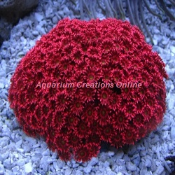 Picture of Red Flower Pot Coral, from Australia