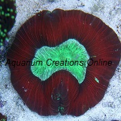 Picture of Aussie Trachyphyllia, Red Open Brain Coral