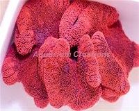 Picture of Red Saddle Carpet Anemone