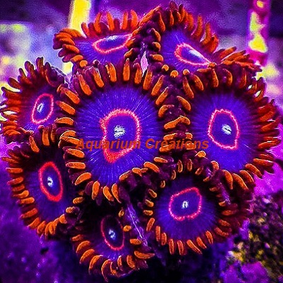 Picture of Red Hornet Zoanthid Polyps