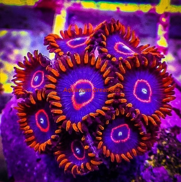 Picture of Red Hornet Zoanthid Polyps