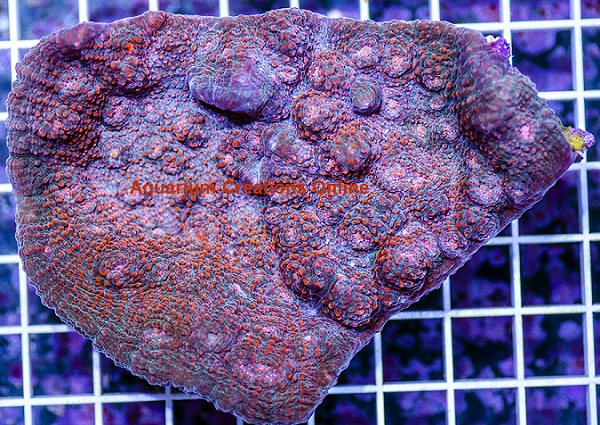Picture of Aussie Red Lava Chalice Coral, Echinophyllia aspera, Aquacultured