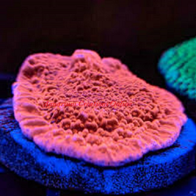 Picture of Red Plating Montipora Capricornis