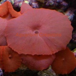 Picture of Red Mushroom Coral, Actinodiscus sp.