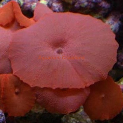 Picture of Red Mushroom Coral, Actinodiscus sp., Australia