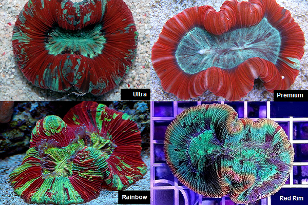 Picture of Aussie Red Open Brain Coral, Trachyphyllia geoffroyi