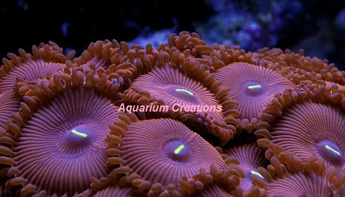 Picture of Red People Eaters Zoanthid Polyps