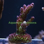 Picture of Aquacultured Red Planet Acropora 