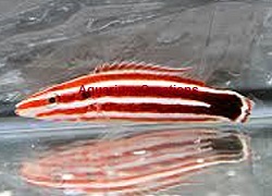 Picture of Pacific Redstripe Hogfish