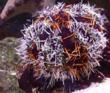 Picture of Red Tuxedo Urchin