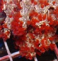 Picture of Red Christmas Tree Worm Rock