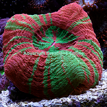 Picture of Australian Reverse Toxic Apple Scolymia Coral