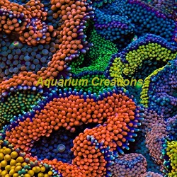 Picture of Ricordea Florida Coral Package
