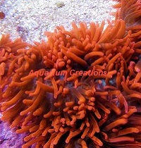 Picture of Bubble Anemone