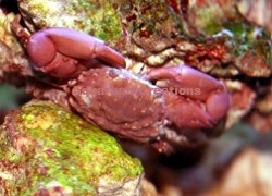 Picture of Ruby Emerald Crab