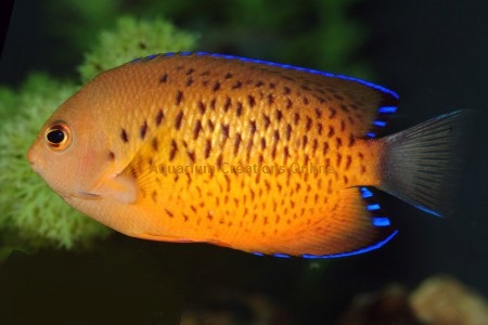 Picture of Rusty Angelfish, Centropyge ferrugata