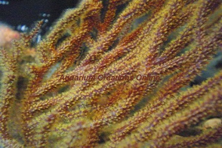 Picture of Rusty Gorgonian, Muricea elongate