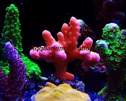 Captive Grown Acropora Packs are either 3, 5 or 7 acro's combined to give a variety of colors and species.