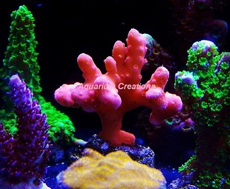 Picture of Captive Grown Acropora corals by ORA® , they are the future of the reef aquarium hobby.