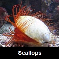Saltwater Aquarium Scallops