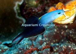 Picture of Scissortail Dartfish