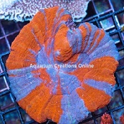 Picture of Australian Scolymia Coral,Superman, Homophyllia australis