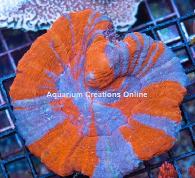 Picture of Australian Scolymia Coral, Superman