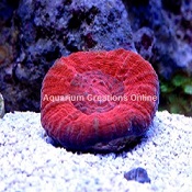Red Scolymia Coral, Australia, Homophyllia australis
