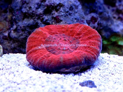 Picture of Red Scolymia Coral, Scolymia australis