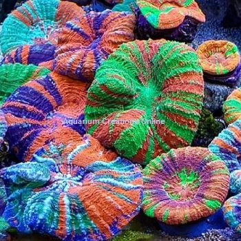 Australian Ultra Scolymia Corals