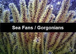 Gorgonians