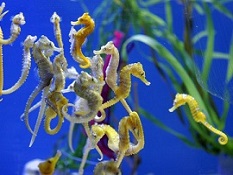 Picture of Seahorses and Pipefish