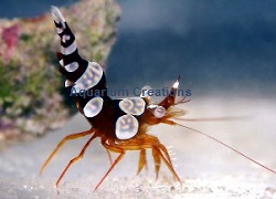 Picture of Sexy Shrimp 