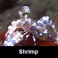 Saltwater Aquarium Shrimp